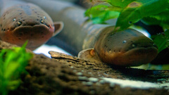 Electric eelsfish time high