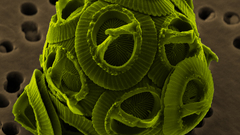 Electronics microscopic