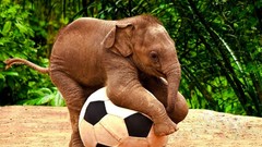 Elephants baby elephant football
