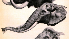 Elephants mammoth Zdenek Burian