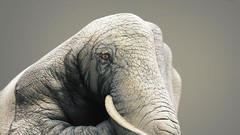 Elephants World Wildlife Fund