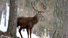 Elk