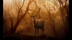 Elk