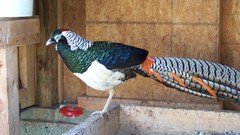 Elliot pheasant high bird