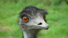 Emu