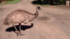 Emu