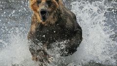 Energy action bump caf