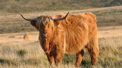 England Animals Highland cattle