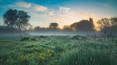 England landscape field sunrise mist nature Flowers Trees Plants