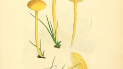 English fungi or mushrooms