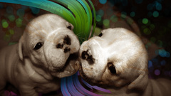 Enlightened pups high