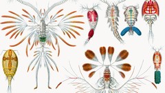 Ernst Haeckel Art Forms