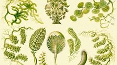 Ernst Haeckel Art Forms