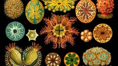 Ernst Haeckel Art Forms