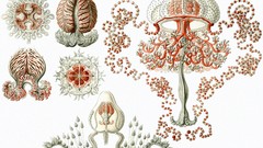 Ernst Haeckel Art Forms