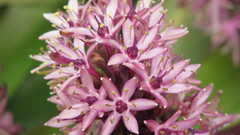 Eucomis comosa flower