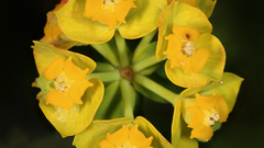 Euphorbia cyparissias quadrat high