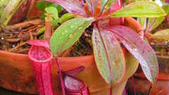 Eustachya red purple entire