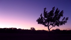 Evening skies lone tree