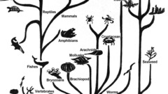 Evolution infographics