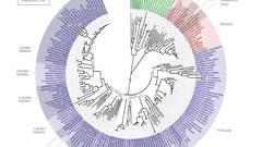 Evolution infographics