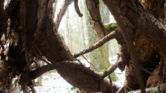 Exposed rootscouldnget much More