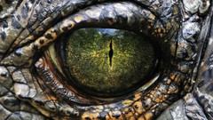 Eye close-up Crocodiles Dinosaurs reptile scales