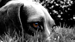 Eye dog The bitch This Which