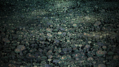 Eyefield surreal forms of