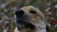 Eyes Animals Dogs Blur