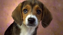 Eyes Animals Dogs Puppies