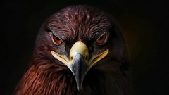 Eyes Birds killers stare