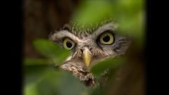 Eyes Birds Owls