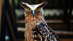 Eyes Birds wildlife Owls