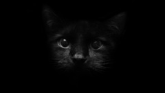 Eyes black dark cats