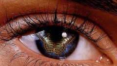 Eyes butterfly eyebrows insect