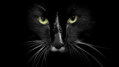 Eyes cats Animals feline