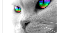 Eyes cats Animals grey