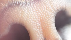 Eyes cats close-up Noses