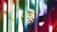 Eyes cats Turkey webolizma