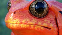 Eyes close-up Frogs amphibians Poison Dart Frogs