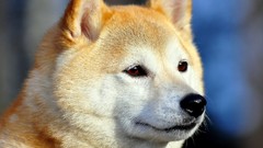 Eyes Dogs muzzle akita inu pets