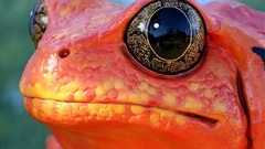 Eyes Frogs macro amphibians