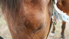 Eyes Horses head warm