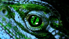 Eyes lizards Reptiles