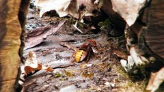 F-18 hornet hymenopthera