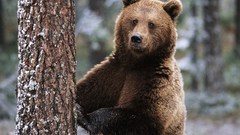 Face Another thread look woah struggling