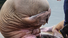 Facepalm walrus