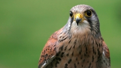 Falcon Peregrine