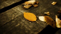 fall leaves Wood Plants wooden surface texture fallen leaves